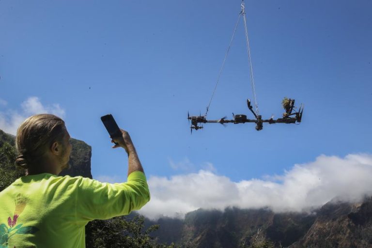 Os difíceis voos de drone que recolheram espécies raras nas escarpas da Madeira