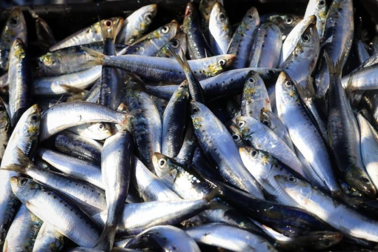 Mais de 130 mil visitantes esperados no 29.º Festival da Sardinha de Portimão