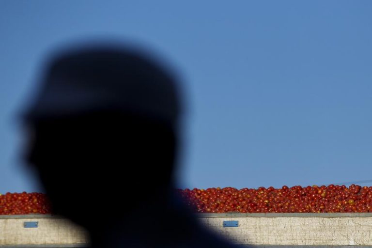 Portugal foi o terceiro maior produtor de tomate da UE em 2024