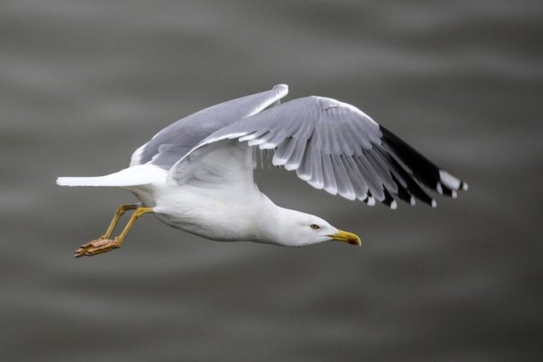Gripe das aves detetada em ave selvagem na Costa da Caparica