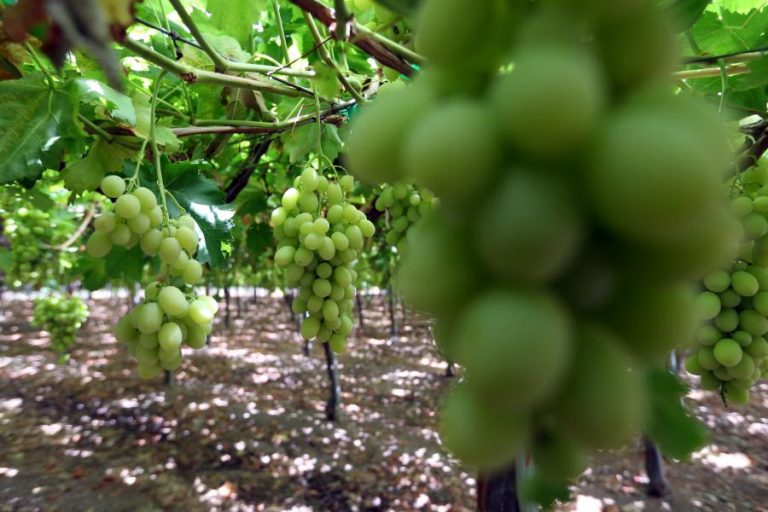 Alentejo “estupefacto” e “em choque” com apoio do Governo a viticultores do Douro