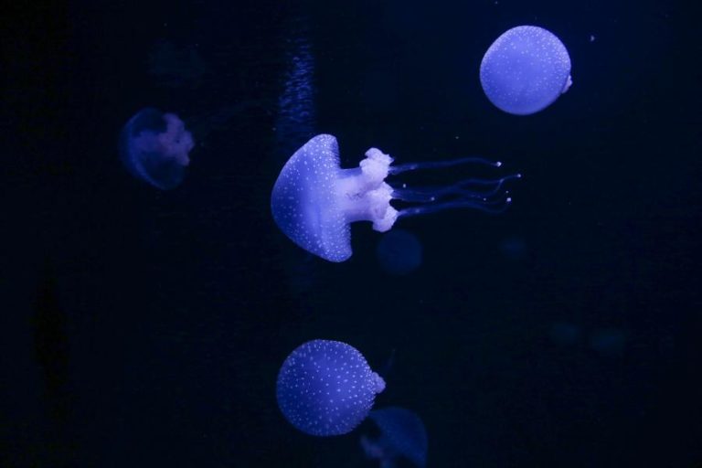 Oceanário de Lisboa defende literacia do oceano na disciplina de Cidadania