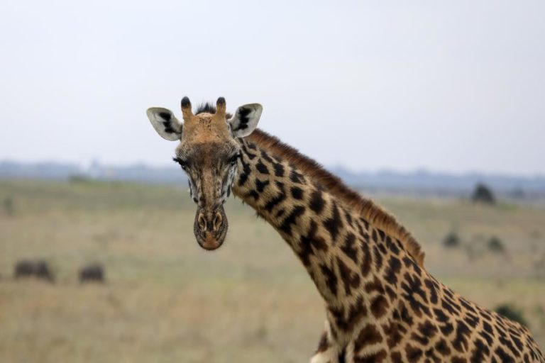 Quatro espécies diferentes de girafas reconhecidas em reclassificação histórica