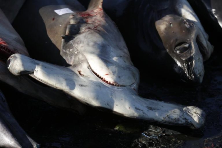 Acidificação dos oceanos pode afetar dentes dos tubarões