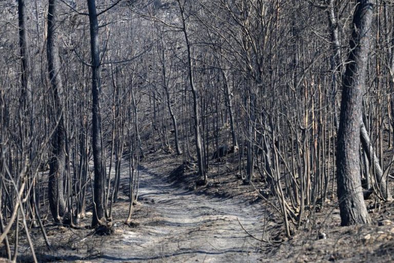 ICNF diz que arderam 5.786 hectares do Parque Nacional da Peneda-Gerês