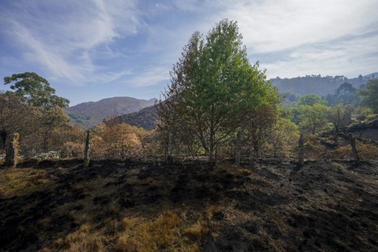ICNF esclarece que caça é proibida no espaços florestais durante estado de alerta
