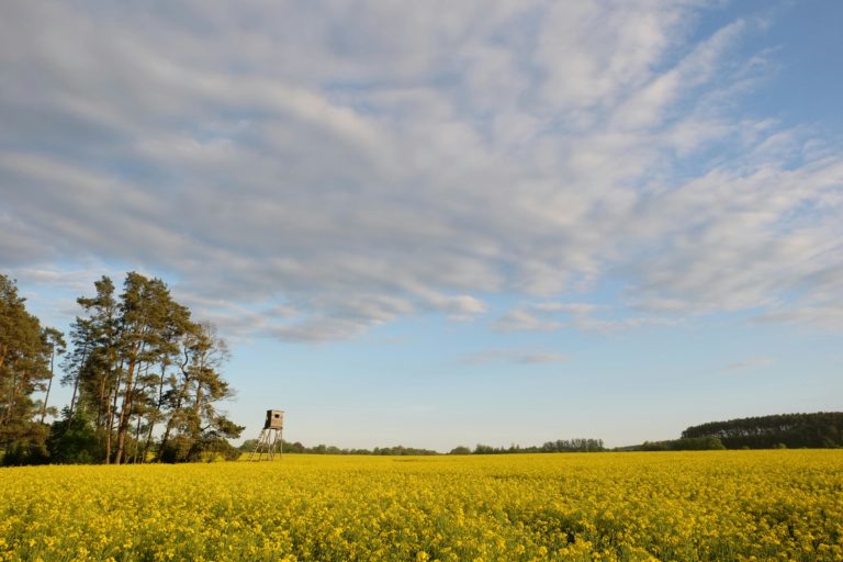 China anunciou novas tarifas para a canola canadiana