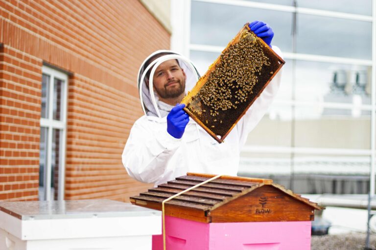 Mortes de abelhas aumentam no Canadá, mesmo com menos antibióticos