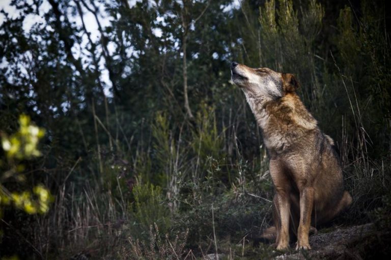 Falta de alimento associado aos incêndios leva lobos a atacar rebanhos perto das populações