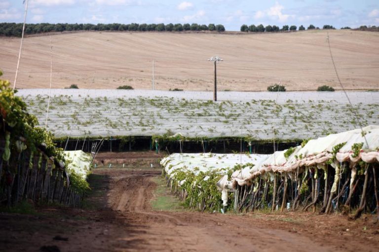 Viticultores do Alentejo com quebra média de produção de 30%