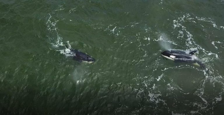 Presença de orcas ao largo de Cascais e Fonte da Telha impõe auxílio a duas embarcações