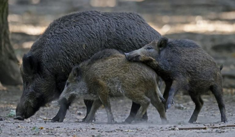 Estado e agricultores assinam protocolo para proteger milho do impacto dos javalis