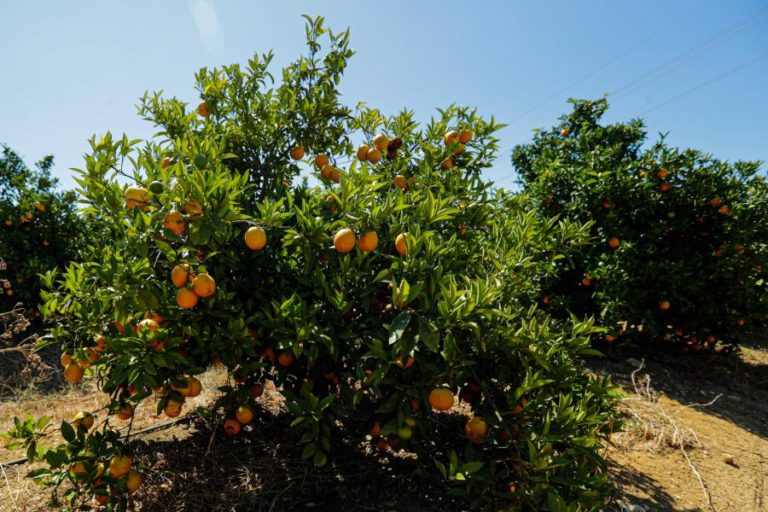 Citricultura algarvia promove internacionalização da IGP em quatro países
