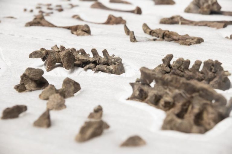 Um novo dinossauro foi descoberto na Argentina