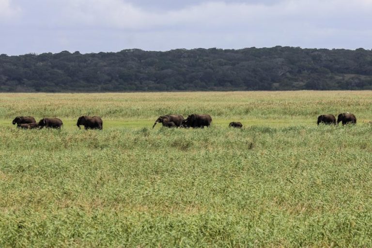 Moçambique realiza novo censo de elefantes, sete anos após última contagem