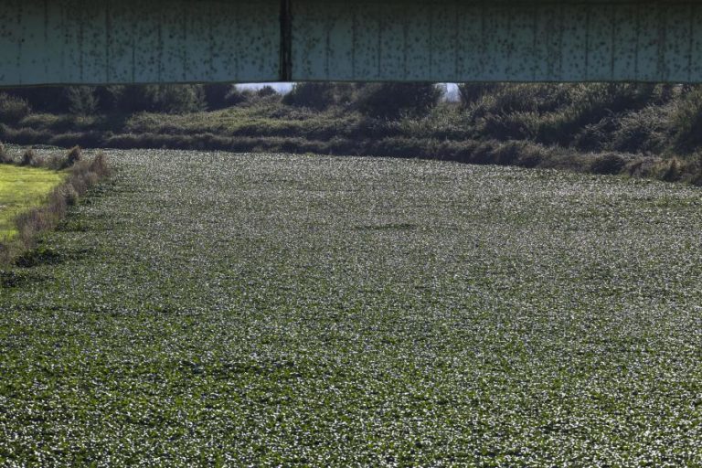 Nova ceifeira chegou a Águeda para limpar a Pateira de jacintos-de-água