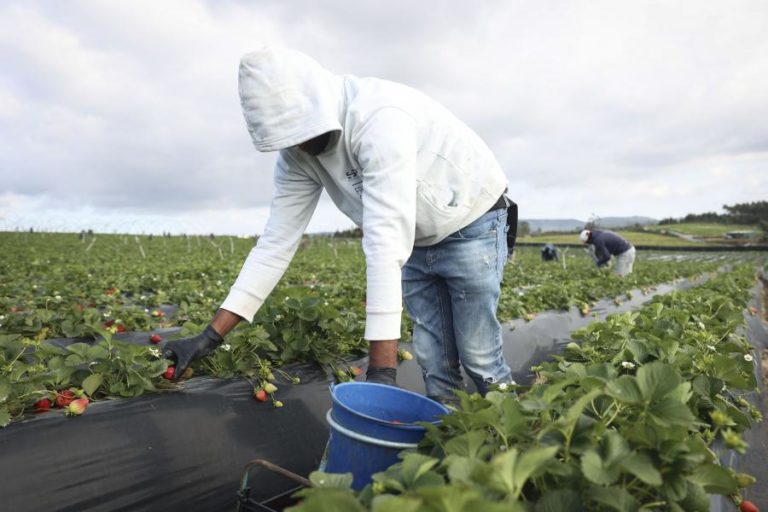 Atribuídos 800 vistos a trabalhadores agrícolas através de protocolo de migração regulada