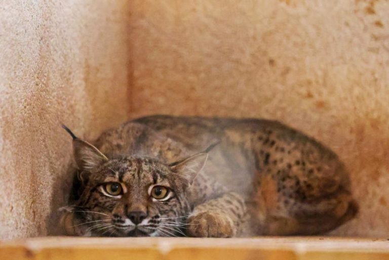 Lince ibérico nascido em Silves é o primeiro localizado nos Pirenéus