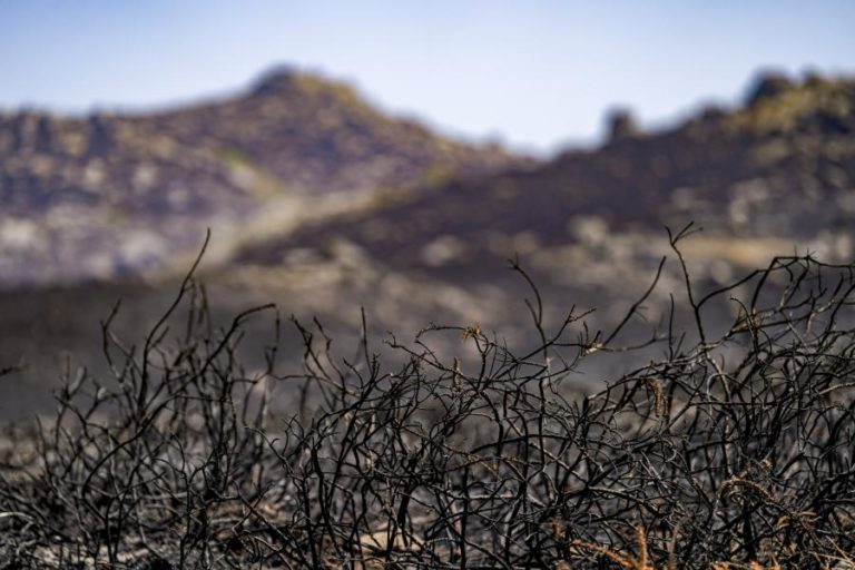 Agricultores criticam “cadeia de burocracia” nos apoios face aos incêndios