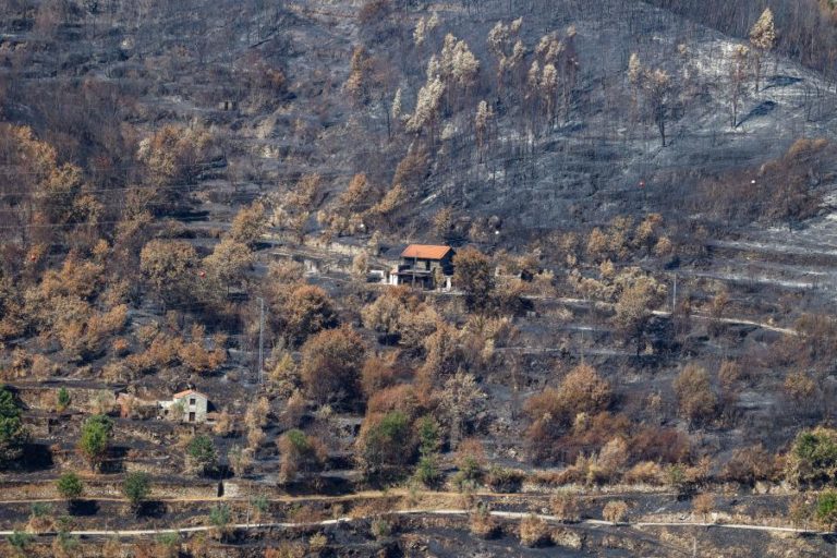 Governo anuncia 19 ME para trabalhos urgentes e não urgentes na floresta