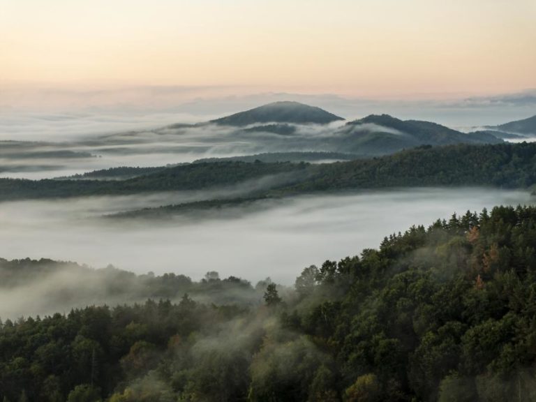 Lula pede financiamento da comunidade internacional para preservação das florestas