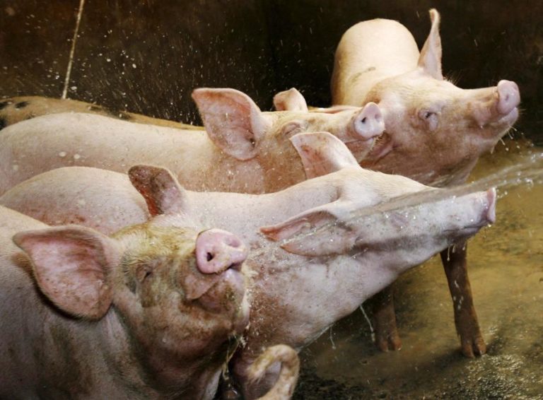 Bruxelas garante proteção de exportadores de carne de porco face a tarifas da China