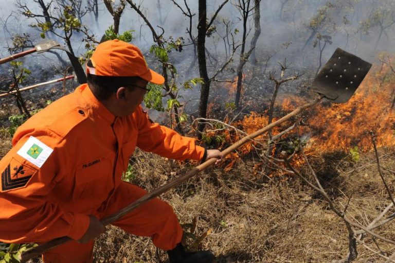 Área ardida da Amazónia em 2024 foi maior do que totalidade da Bélgica