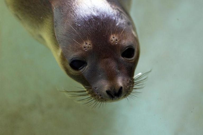 Três espécies de focas do Ártico mais perto da extinção devido às alterações climáticas