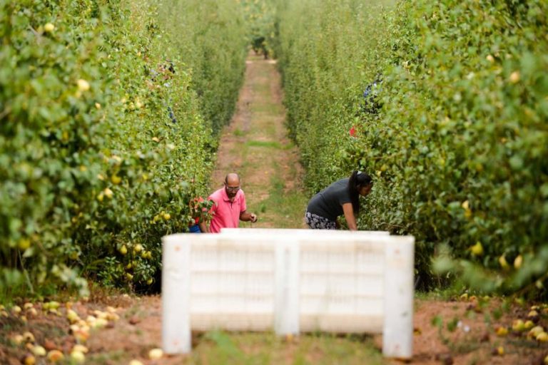 Pera rocha do Oeste com 116 mil toneladas colhidas