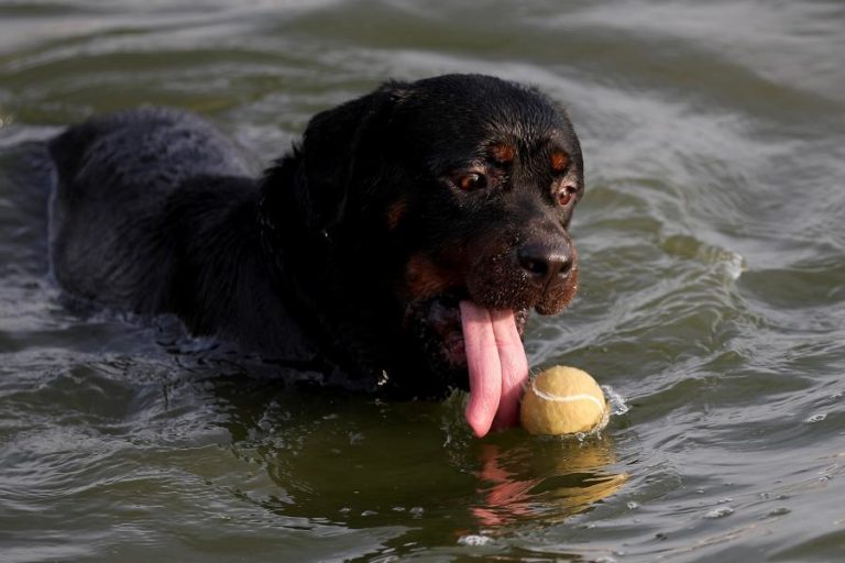 Estudo indica que cães ficam ‘viciados’ com os seus brinquedos