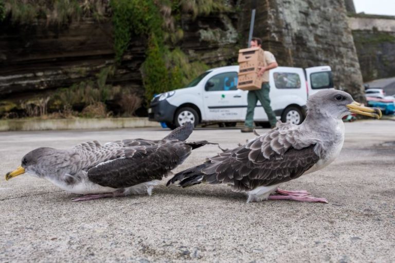 Campanha já salvou mais de 100 mil cagarros nos Açores desde 1995