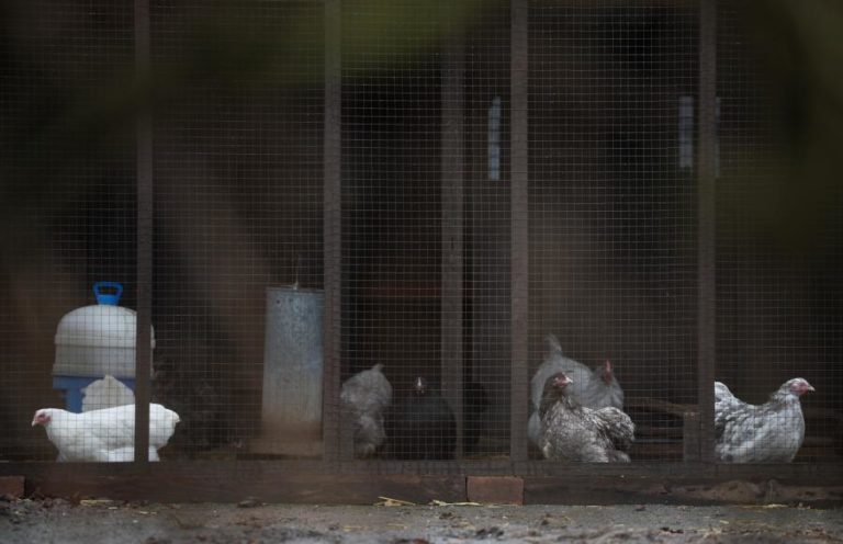 Quase 1.900 focos de gripe das aves na Europa no último ano, Portugal soma 27
