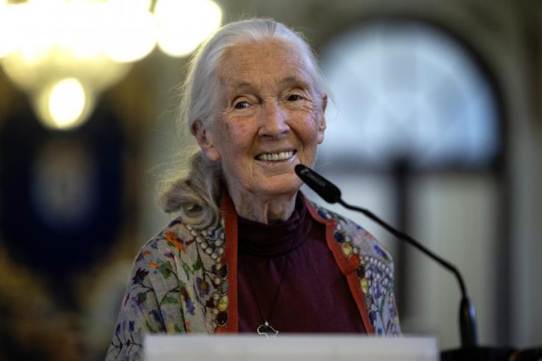 Famosa primatóloga Jane Goodall morre aos 91 anos