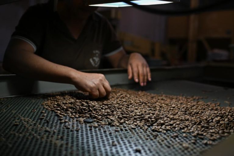 Café emprega mais de 1.500 famílias moçambicanas na Gorongosa