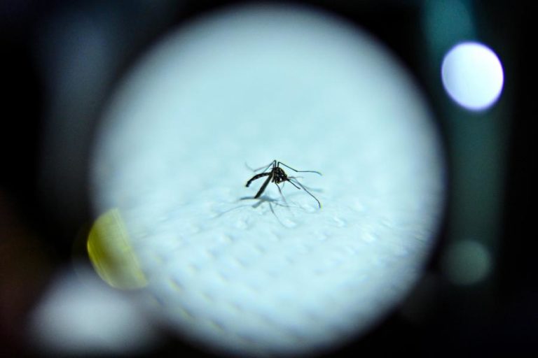 Mosquito transmissor do dengue, zika e chikungunya detetado em Condeixa-a-Nova