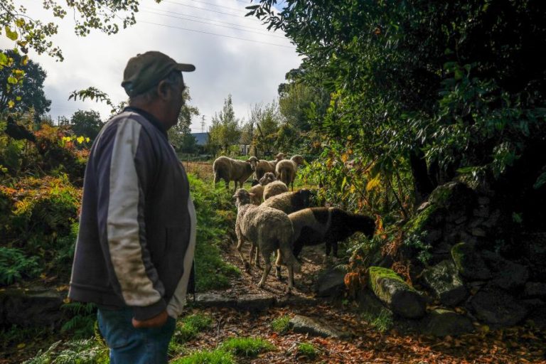Pastam ovelhas no “cantinho sagrado” para onde querem levar a estação de TGV de Gaia