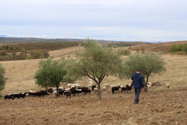 Pastores do Planalto Mirandês queixam-se que ataques de lobos são uma “calamidade”