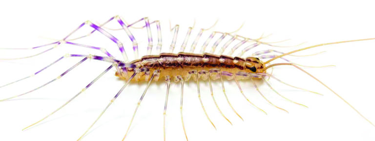 Invasores Domésticos: Conheça os Insetos Mais Comuns que Vivem nas Residências Canadenses