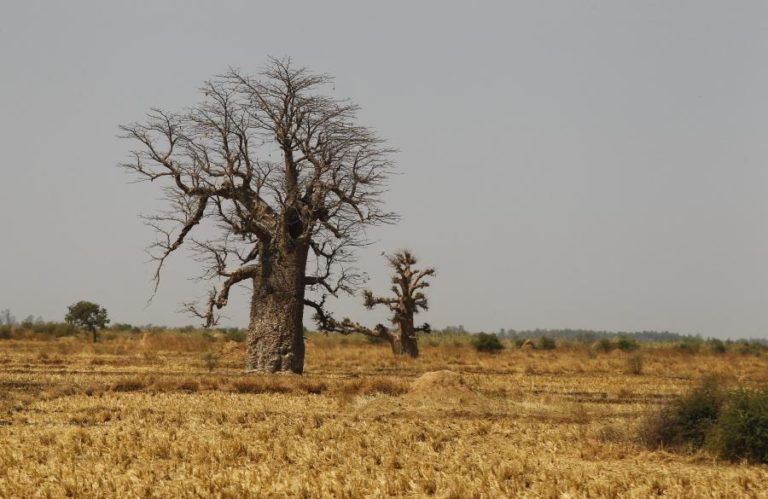 Degradação dos solos afeta perto de 1,7 mil milhões de pessoas em zonas agrícolas