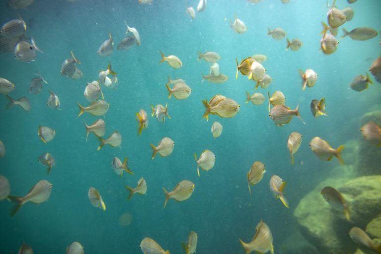 Oceano está a sofrer transformações globais cumulativas sem precedentes – estudo