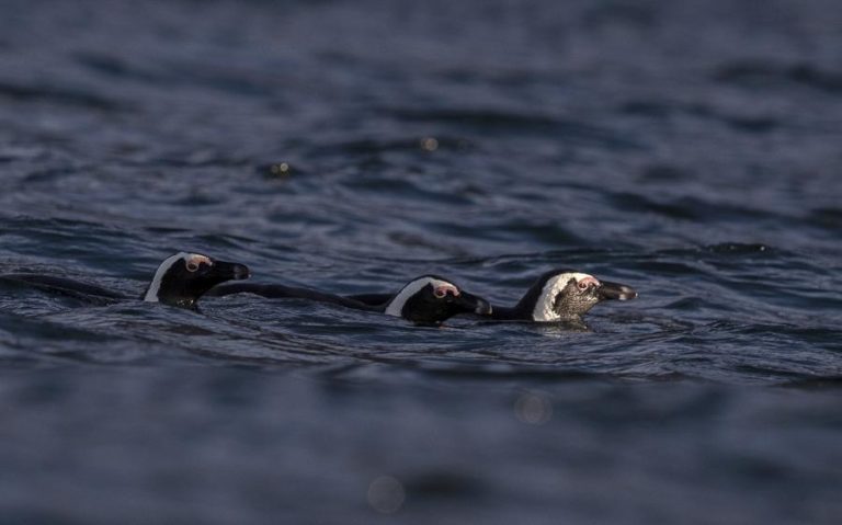 Pinguins criticamente ameaçados competem por alimento com embarcações de pesca – Estudo