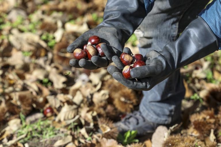 Incêndios e seca provocam quebra de 75% na produção da castanha martaínha