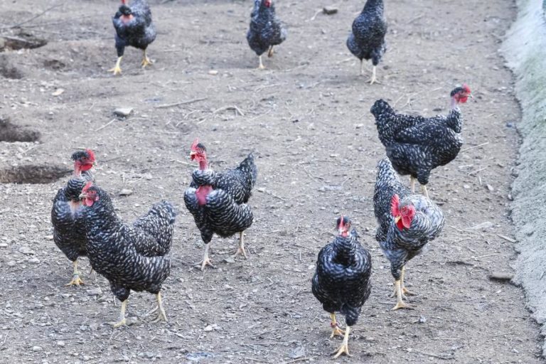 Risco de disseminação da gripe das aves é elevado — DGAV