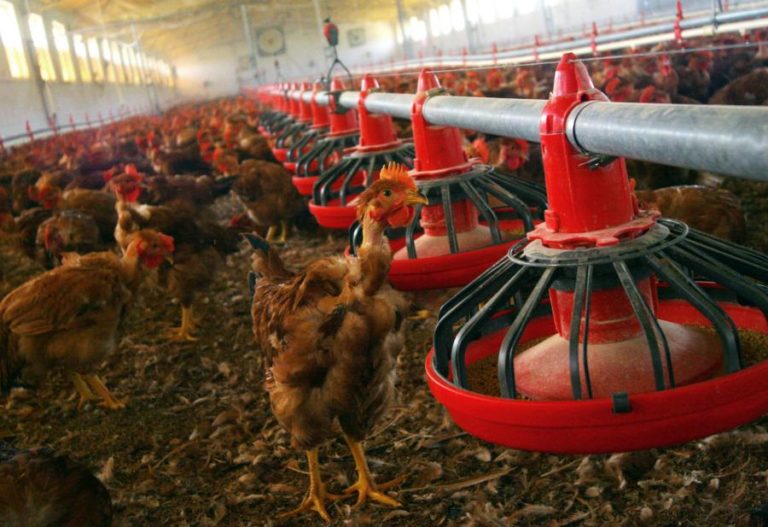 DGAV determina confinamento das aves  face a “alto risco de disseminação” da gripe aviária