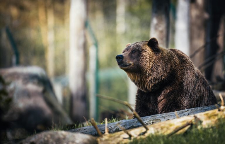 Urso pardo ataca escola em British Columbia