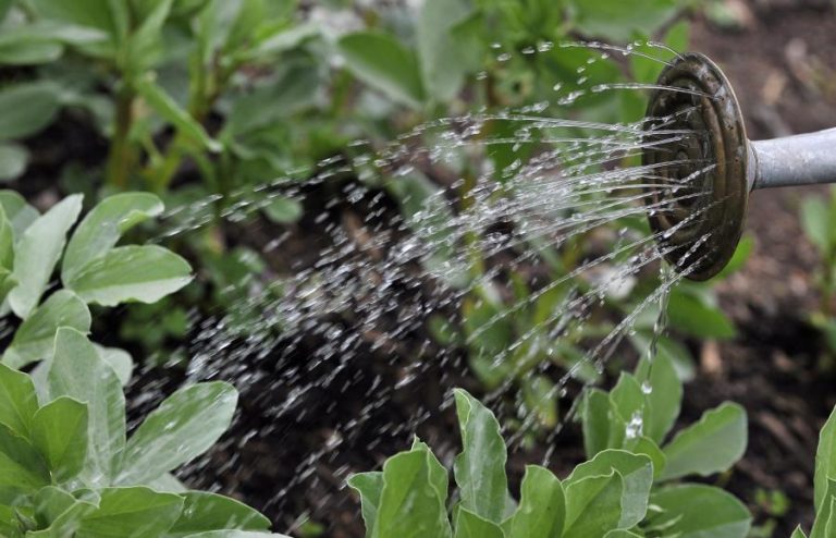 Projetos agrofotovoltaicos e carros elétricos apoiados pelo Fundo Ambiental