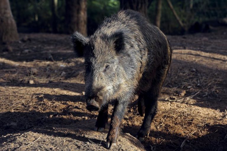 Catalunha pretende abater mais de 60 mil javalis após foco de peste suína africana