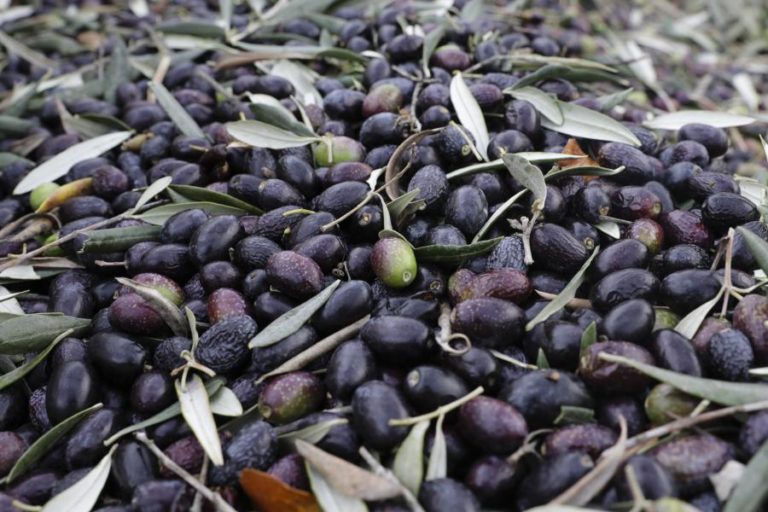 GNR detém oito homens por furto de azeitona em Reguengos de Monsaraz