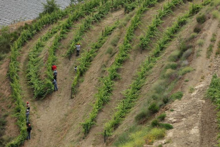 UE chega a acordo provisório sobre regras no setor do vinho