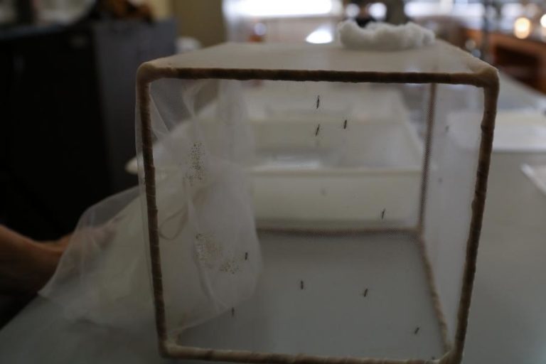 Governo são-tomense rejeita proposta de libertar mosquitos geneticamente modificados